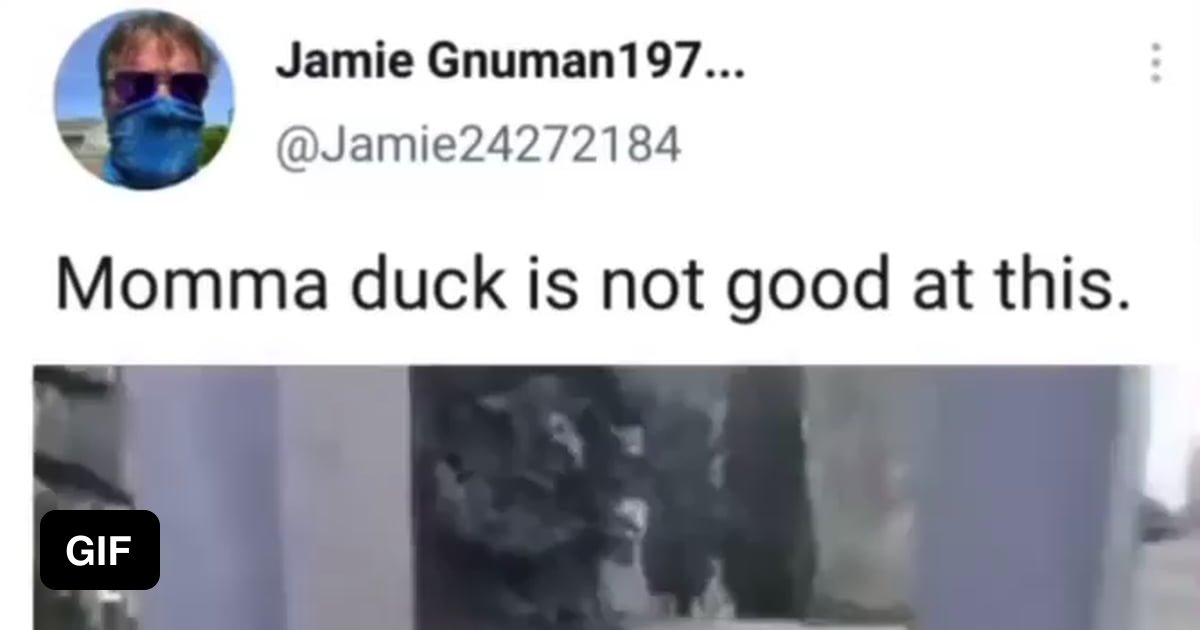 Mama duck, no! - 9GAG