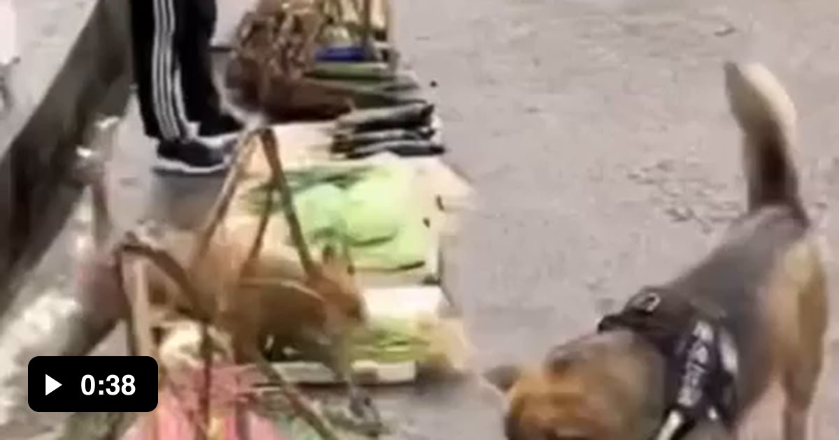 This Dog Shops For It s Owner 9GAG This Dog Shops For It s Owner 9GAG