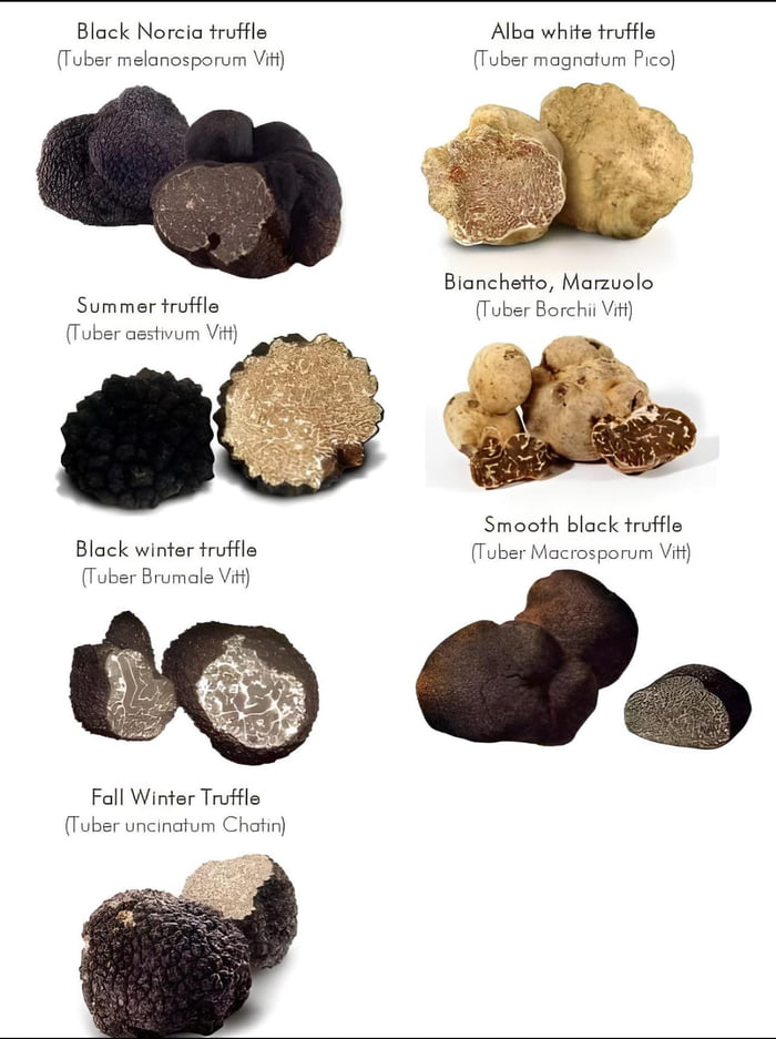 A Cool Guide To Truffles 9GAG   ABdB1yA 700b 