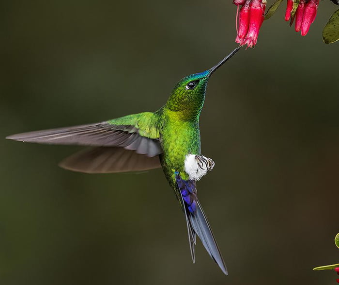 A sapphire-vented puff-leg hummingbird - 9GAG