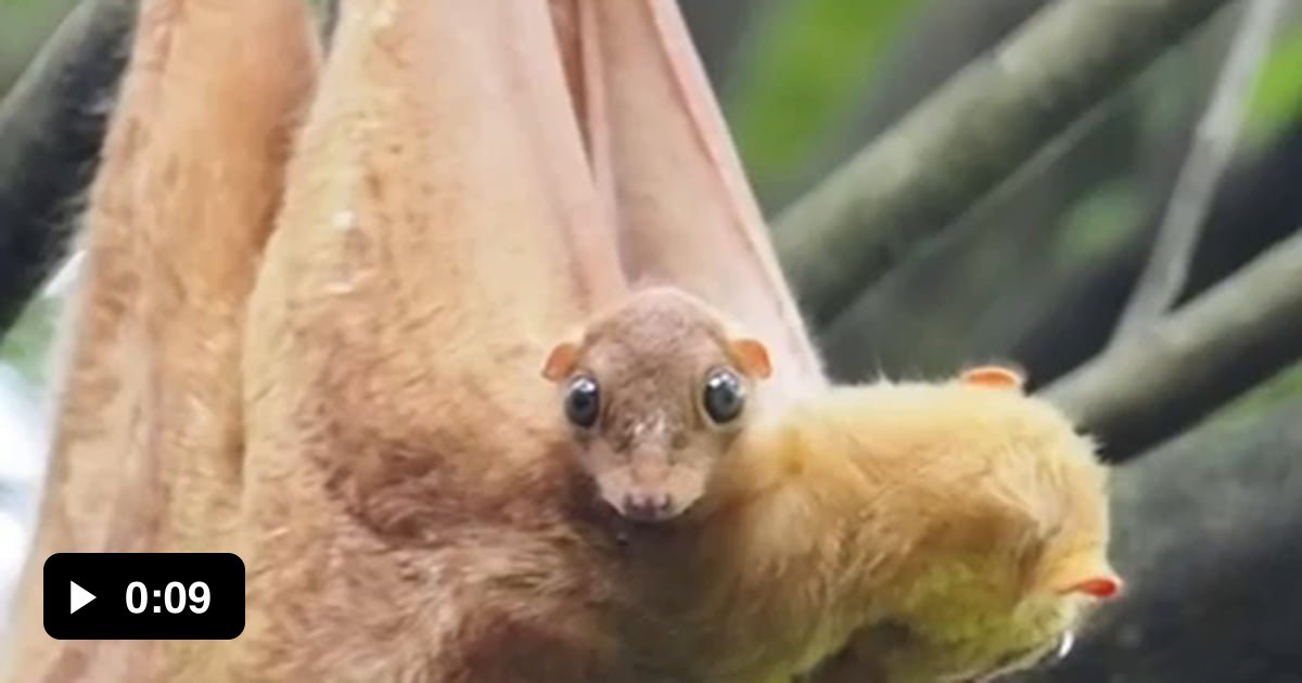 the-sunda-flying-lemur-is-a-skillful-climber-but-is-helpless-when-on