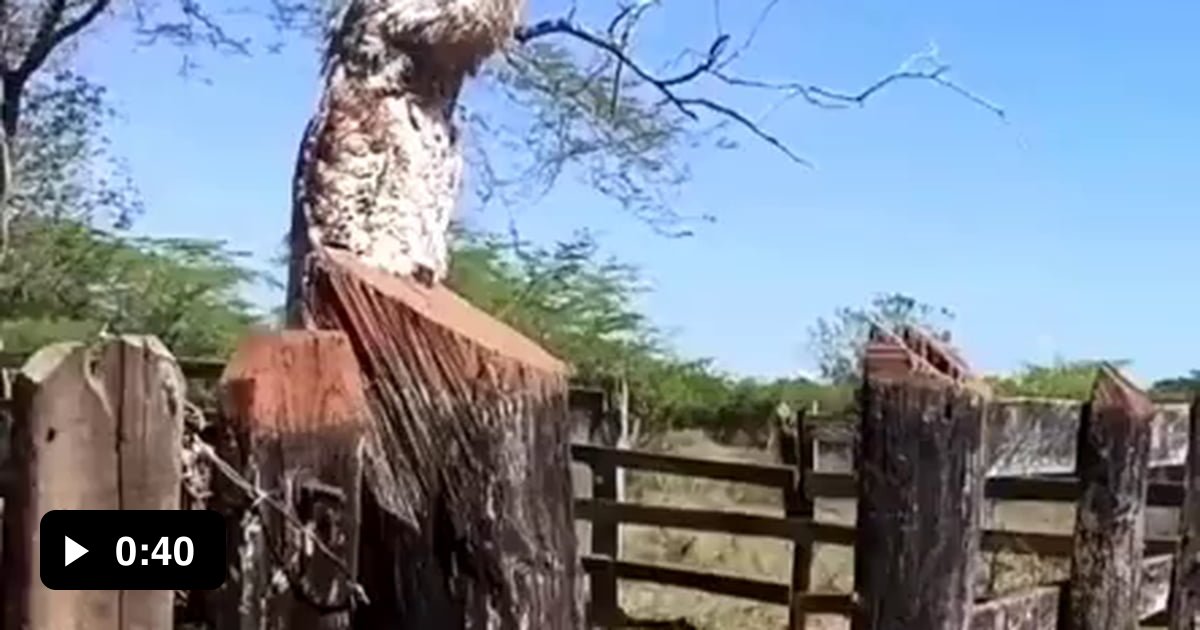 The Great Potoo or the Ghost Bird, South America. - 9GAG