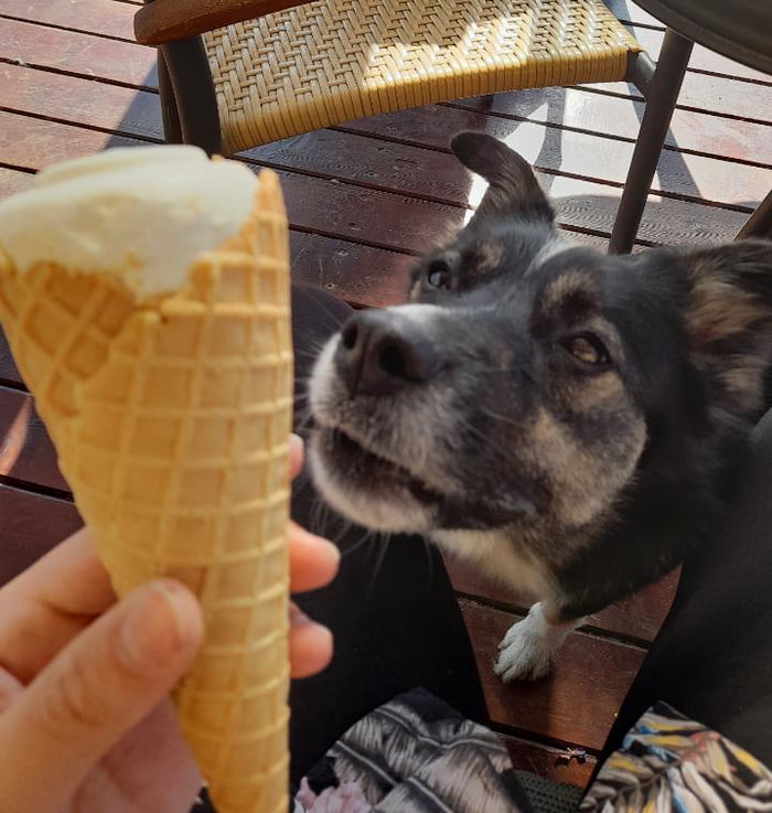 Cone Of Ice Cream And Cone Of Dog 9GAG   ABdQjj1 700b 