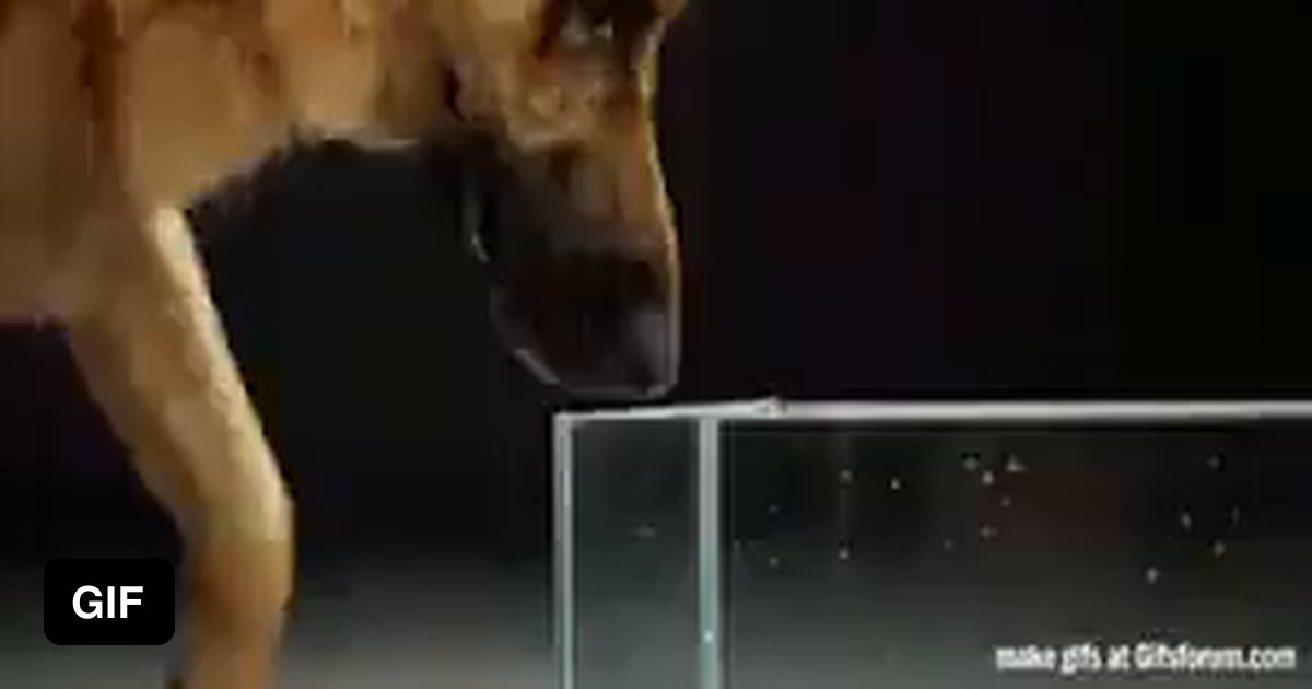 A dog's tongue in the work when drinking water 9GAG