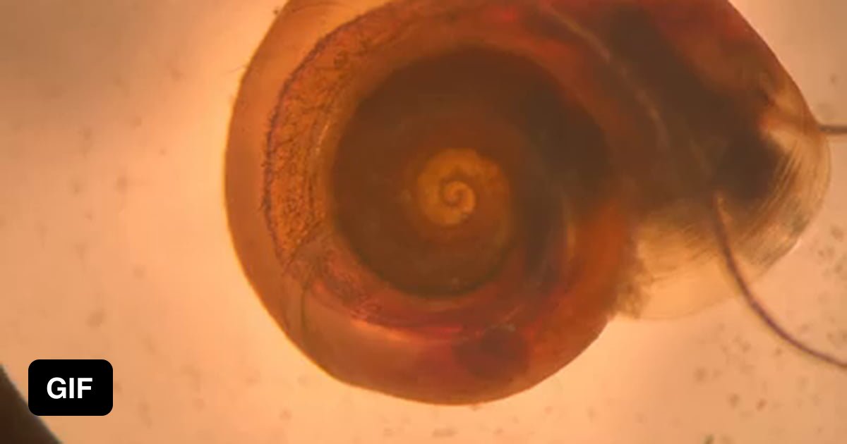 Snails Heartbeat 9GAG