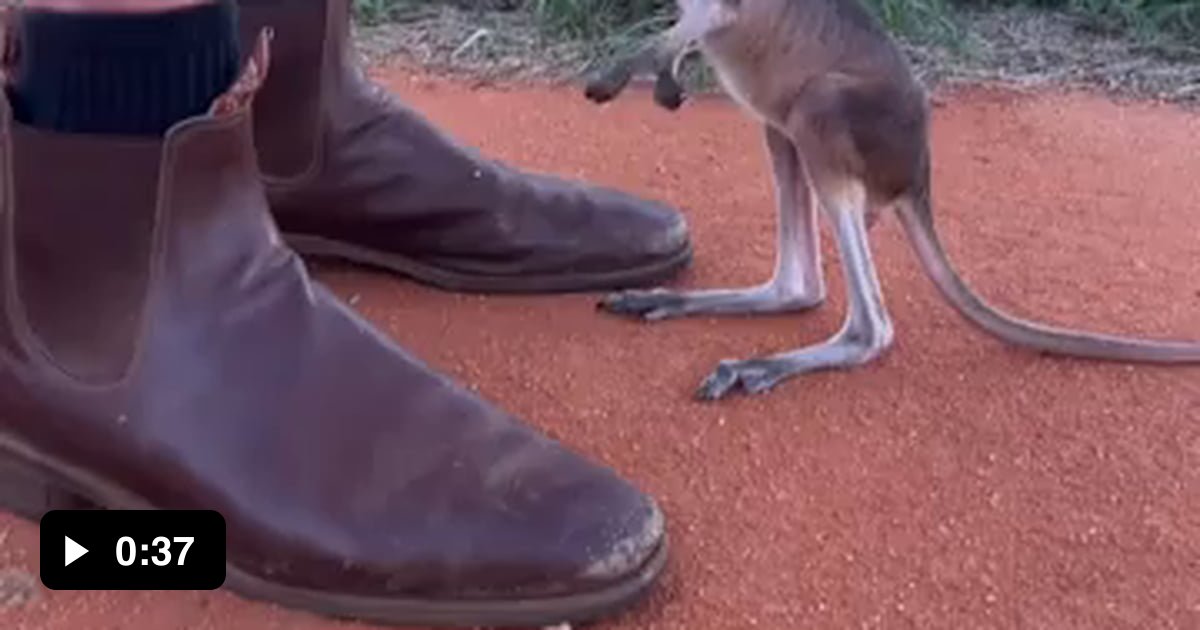 Wildlife carer at the Kangaroo Sanctuary, Alice Springs, Australia