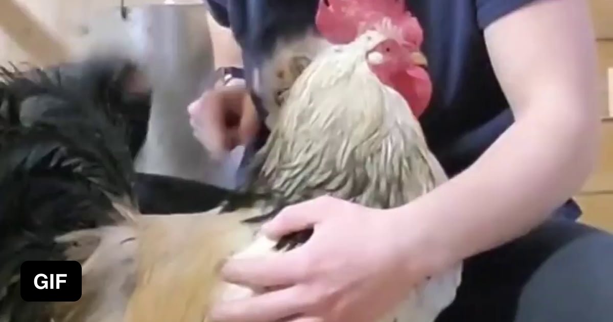 sloggers with chickens