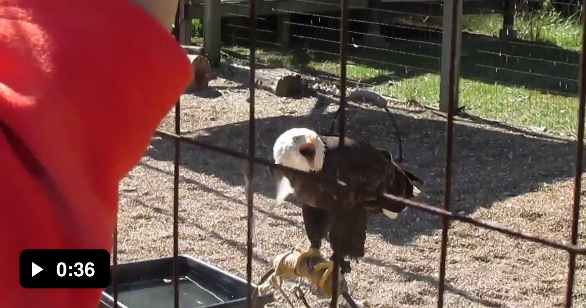 Contrary to popular belief, the sounds of bald eagles in fiction is