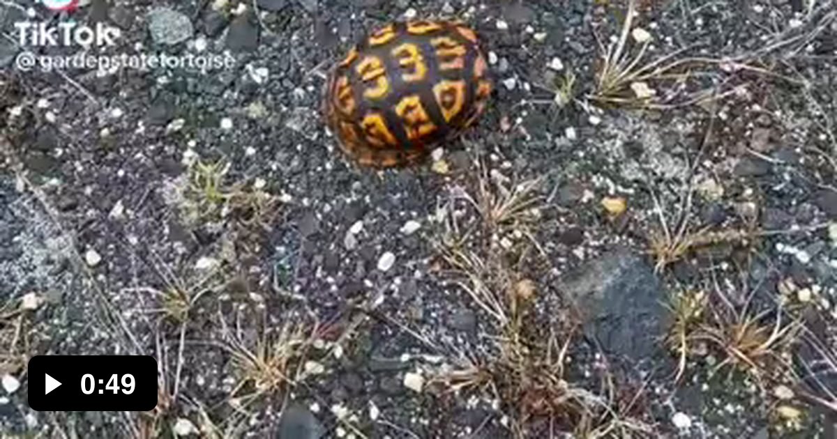 Box turtles can completely close themselves up 9GAG