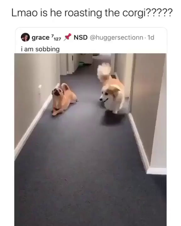 Dog mocking 9GAG