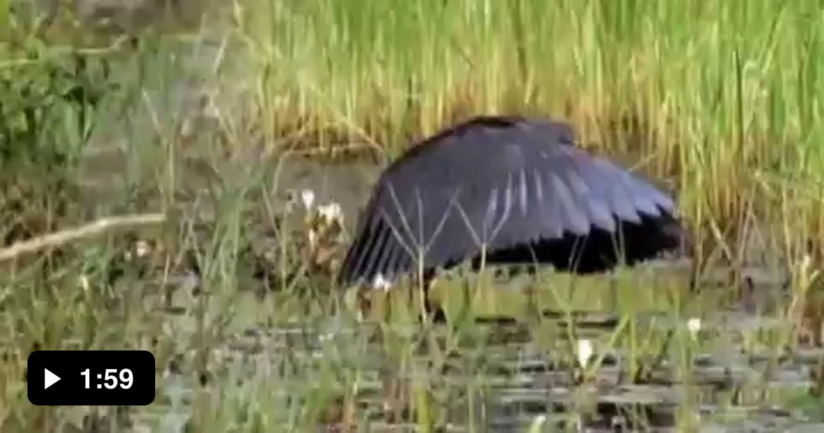 "Night time...DAY TIME! Night time...DAY TIME!" 9GAG