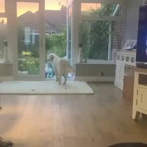 dogs favourite song