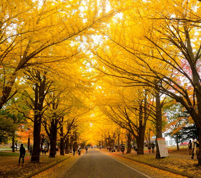 Hokkaido University in Autumn - 9GAG