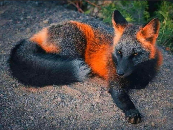 Fire Fox A Very Rare Animal On Our Planet 9GAG