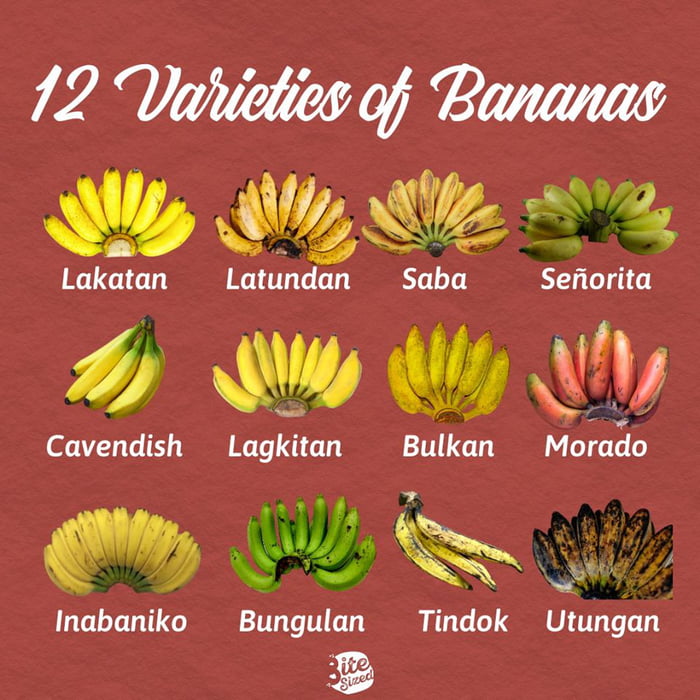 Mga Saging Ng Pilipinas Bananas Of The Philippines Which One Is Used ...