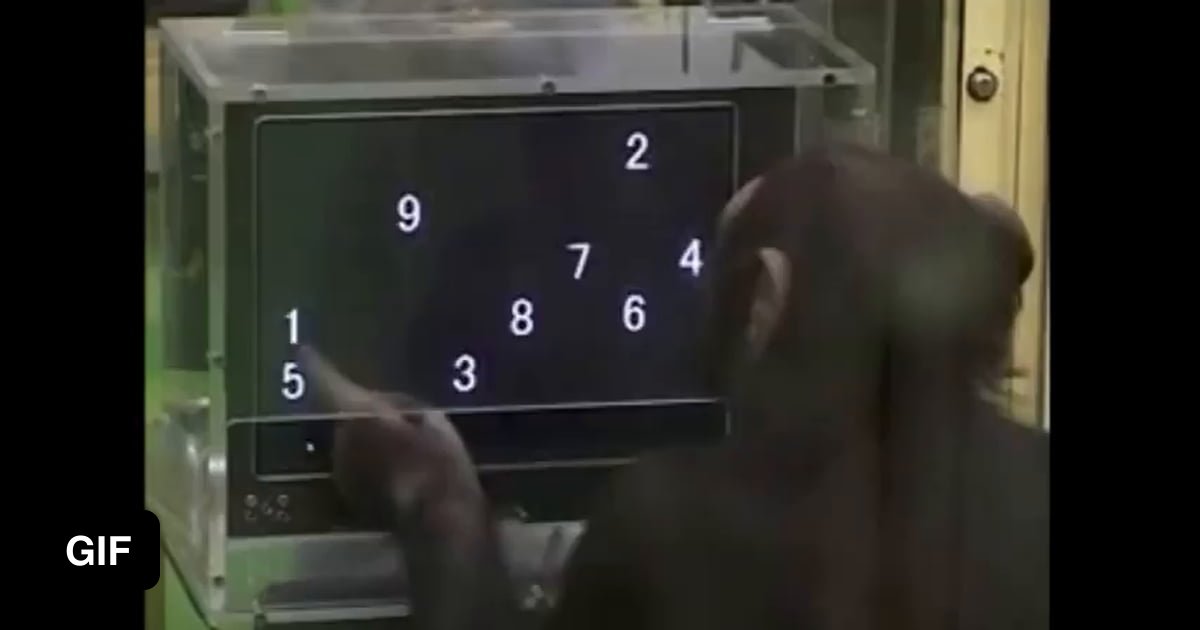 Chimpanzees are the undefeated champions at memory test - 9GAG