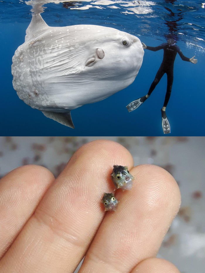 this-is-how-baby-sunfish-look-like-9gag