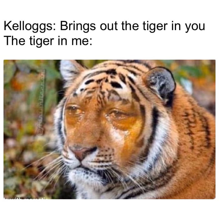 I Have The Eye Of The Tiger 9gag