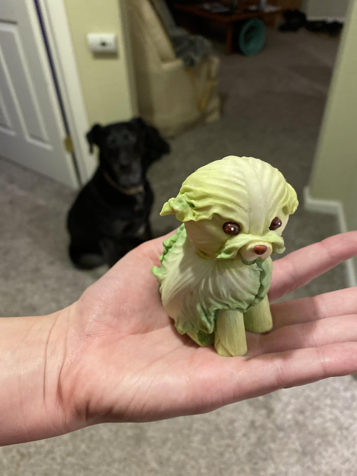 Cabbage dog 9GAG
