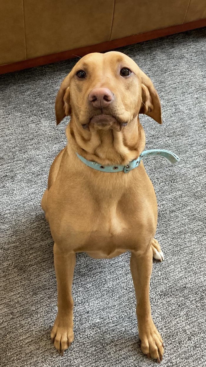 This is Pepper! She is a red fox lab vizsla cross. She likes chicken