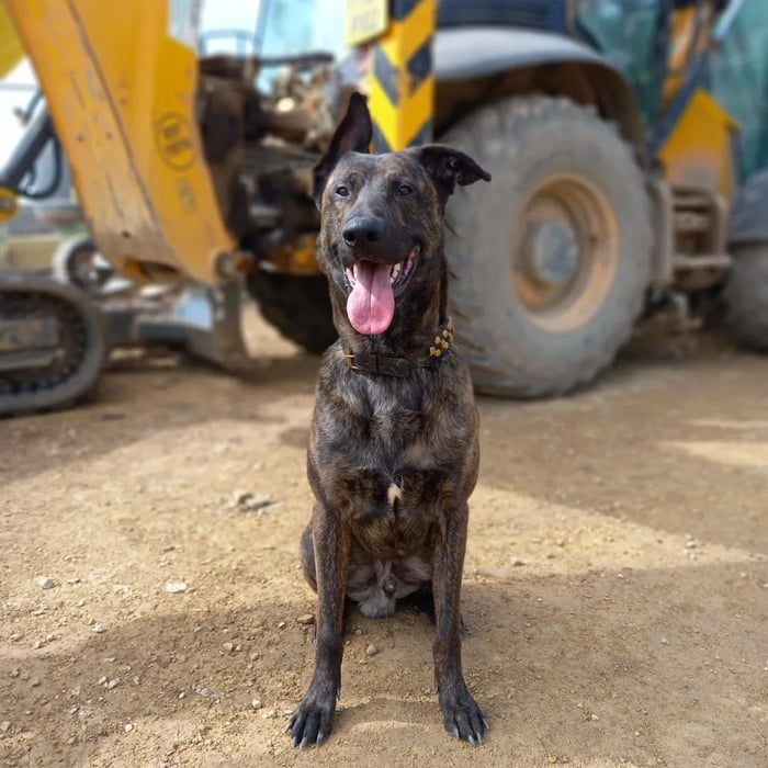 Security dog, stopped a burglar earlier. Good boy 🥰 9GAG