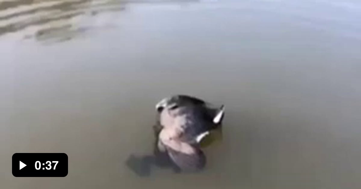 Bullfrog tries to eat duck...? - 9GAG