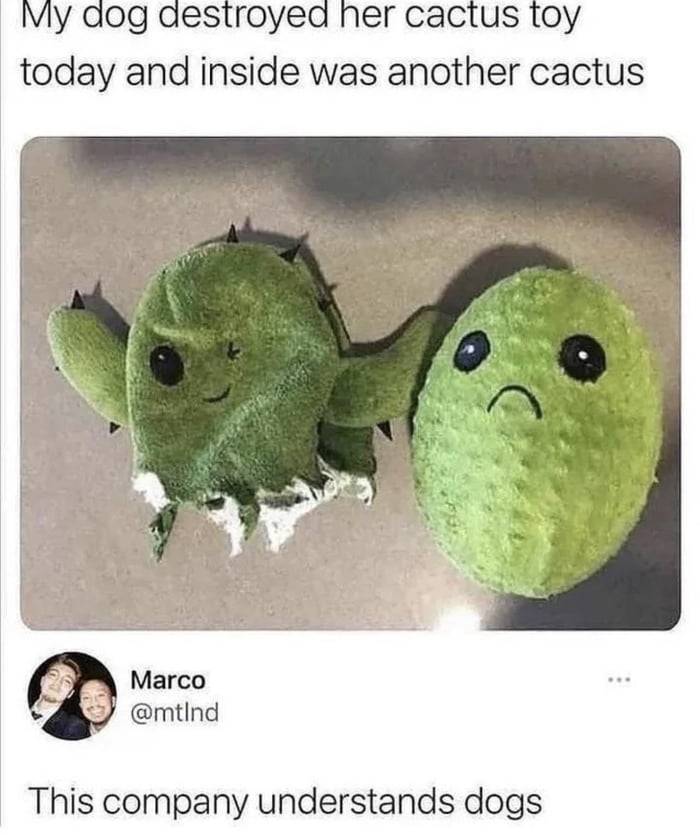 Another Toy Cactus Found In A Cactus Toy For Dogs 9GAG   ABnDKwP 700b 