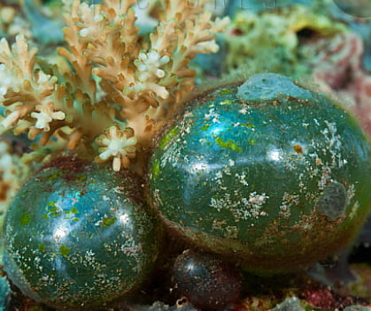 These Are Sailor's Eyeballs, A Species Of Algae Found In Oceans ...