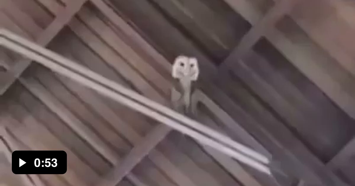 An owl enters a church in Mexico and they consider the owl a symbol of magic and want to get it out with a prayer.