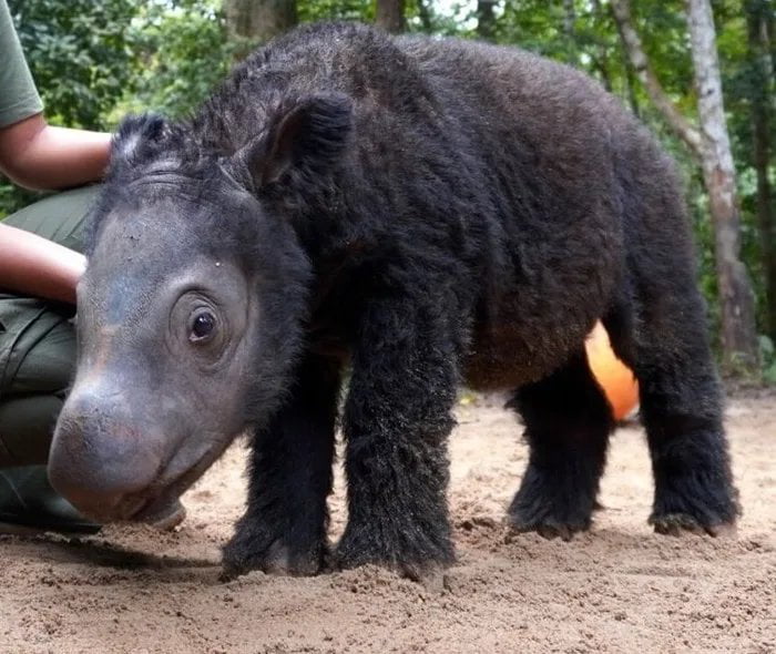 Baby Sumatran Rhino - 9GAG