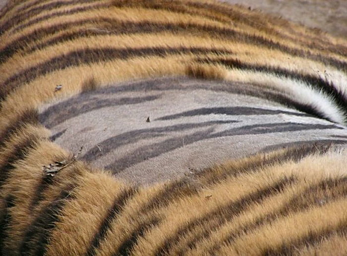 if-you-ever-wondered-what-shaved-tiger-skin-looks-like-9gag