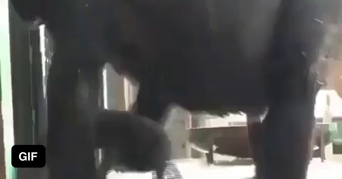 Gorilla wipes its butt with a baby gorilla 