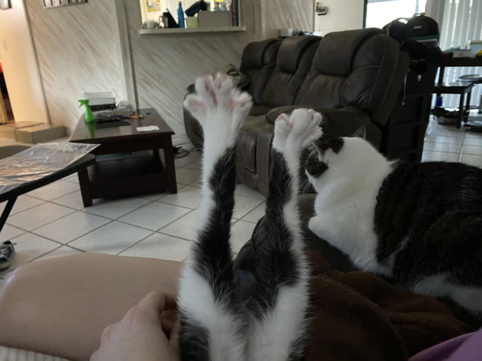 1 cat loaf + 2 breadsticks 9GAG