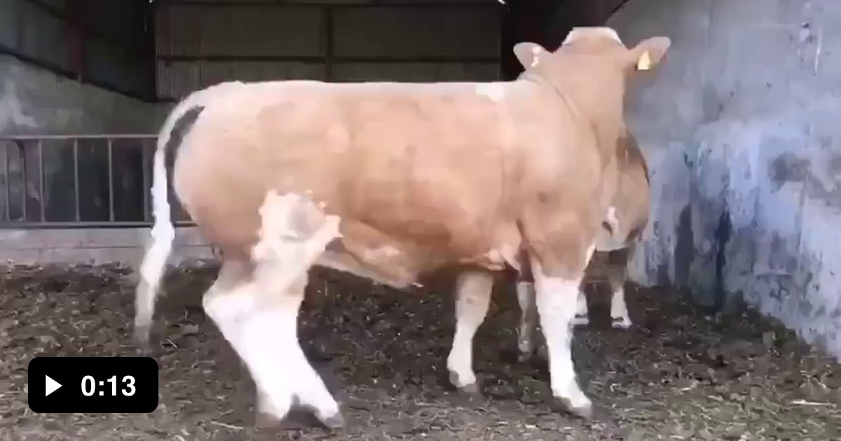 bull-trying-to-mount-a-cow-9gag