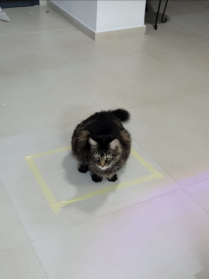 Cats like to sit in enclosed spaces like cardboard boxes, but it turns