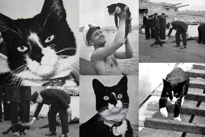 Oscar the cat who survived the sinking of three ships during WWII - 9GAG