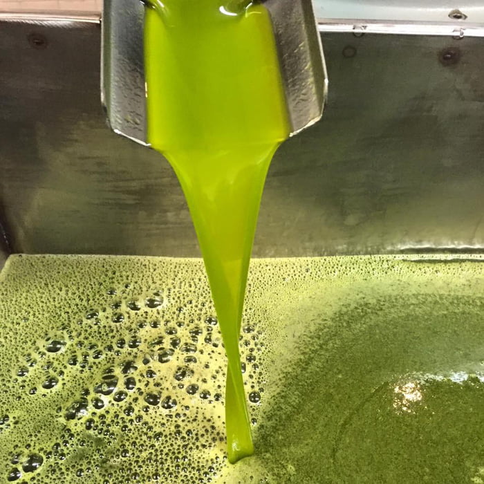 When olive oil is first made it is bright green and is slightly spicy ...