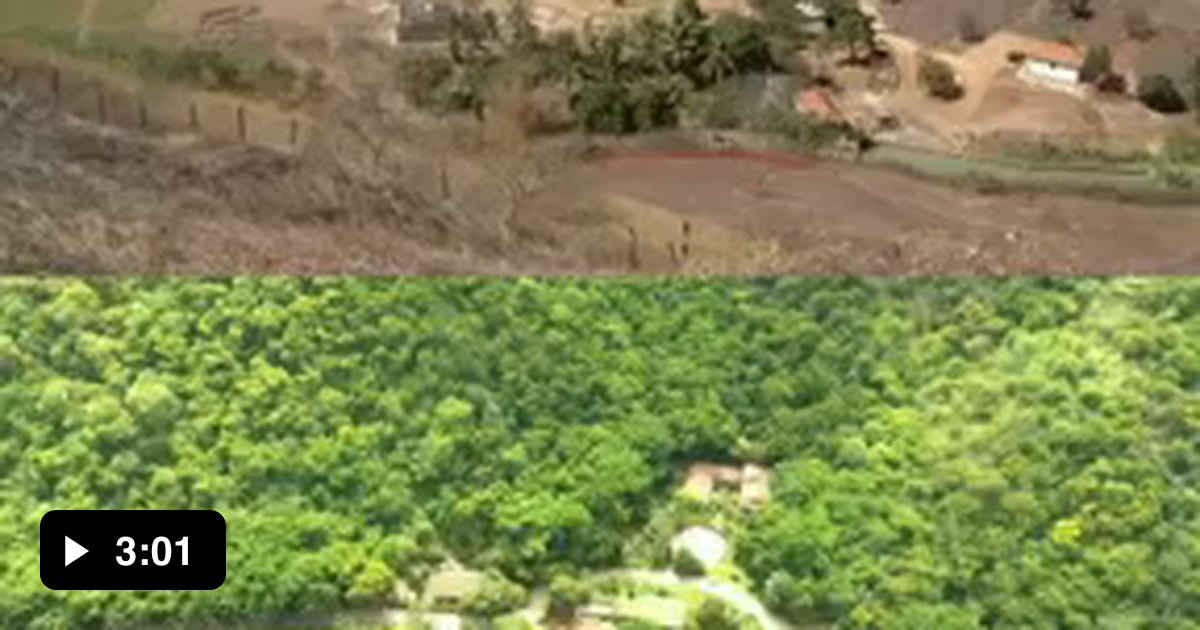 Sebastião and Lelia Salgoda planted nearly 3 million trees over 20 ...