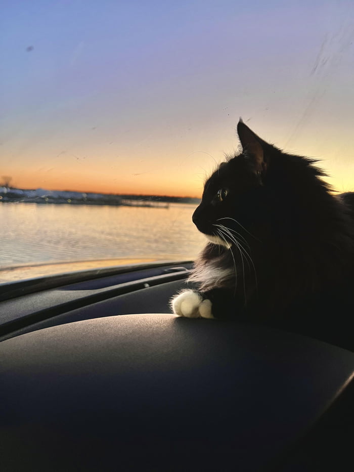 Little cat enjoying the sunset - 9GAG