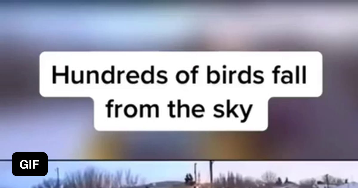 hundreds-of-birds-falling-from-the-sky-9gag