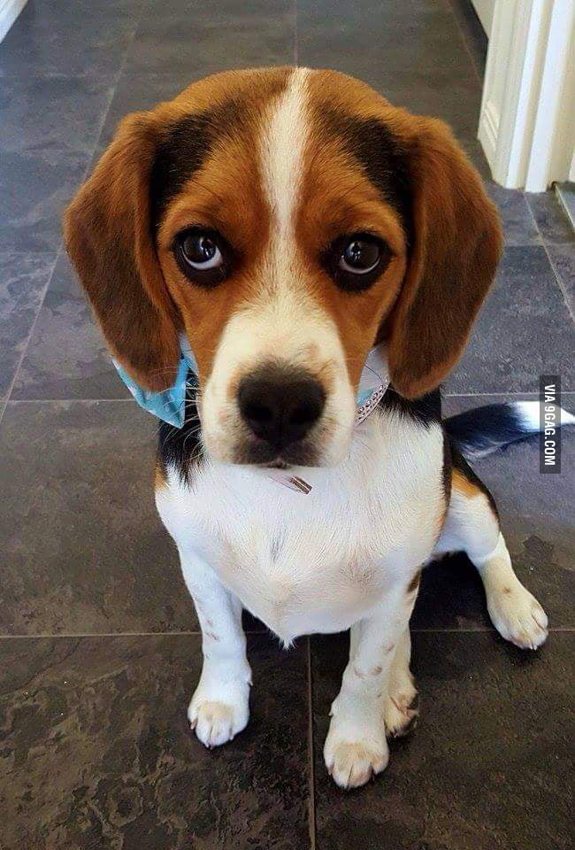 Beagles have the best 