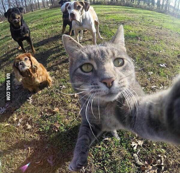 Animal mob - 9GAG