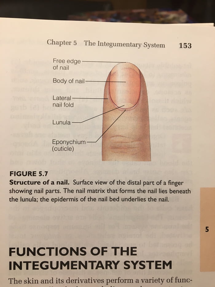 For anyone who ever wondered what the white part of the nail is called -  9GAG