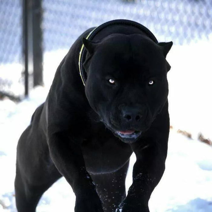 Cool looking hot sale pitbulls