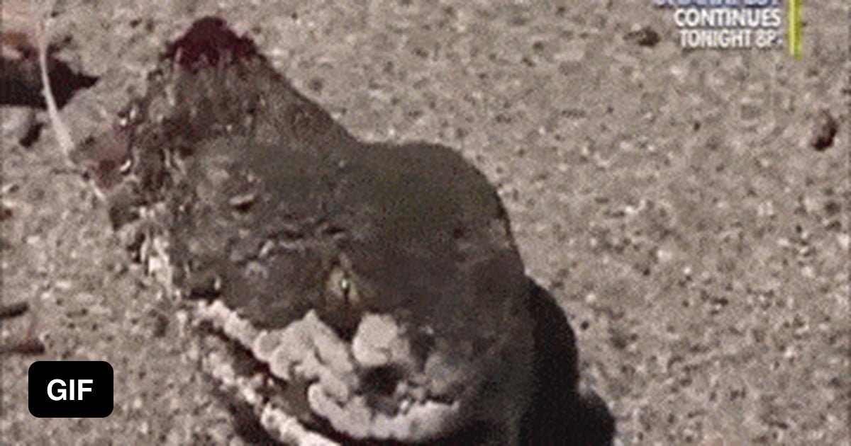 Decapitated Rattle Snake head still alive 9GAG