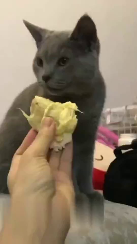 Featured image of post View 23 Durian Cat Meme