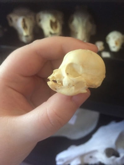 chihuahua skull