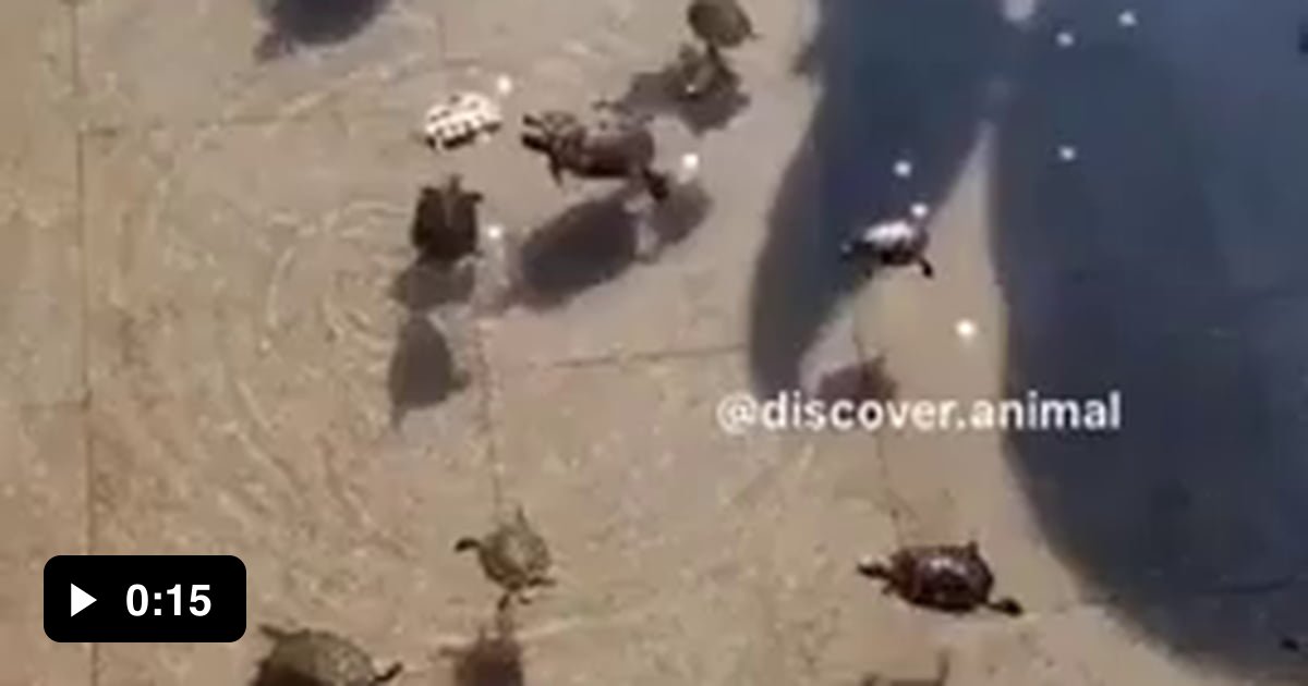 Turtle emergency, turtle emergency! - 9GAG
