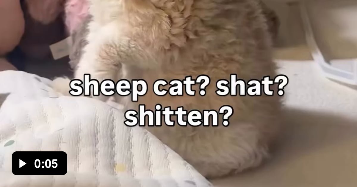 This cat is a shitten for sure - 9GAG
