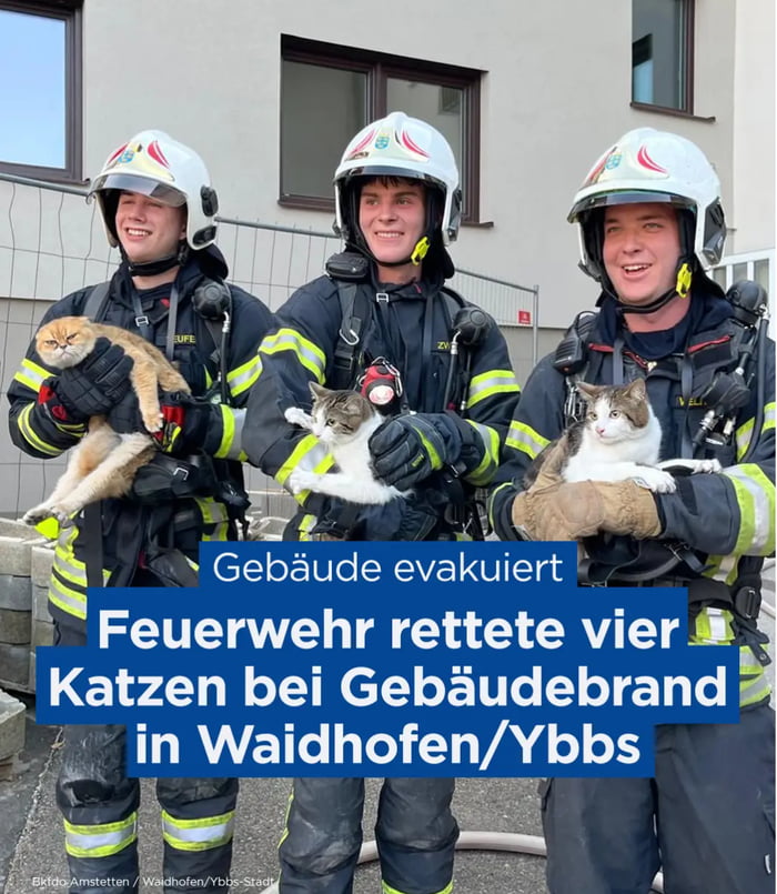 Firefighters rescue cats during building fire - 9GAG